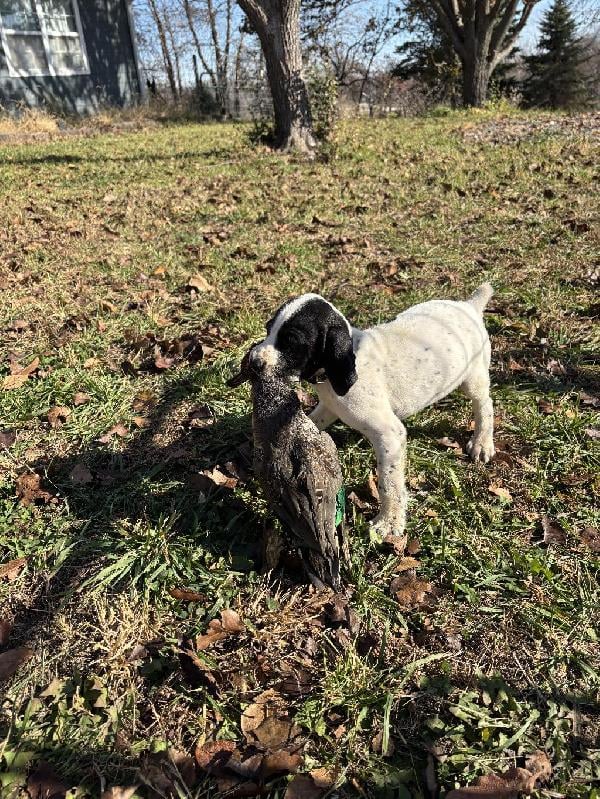 German Shorthaired Pointer
