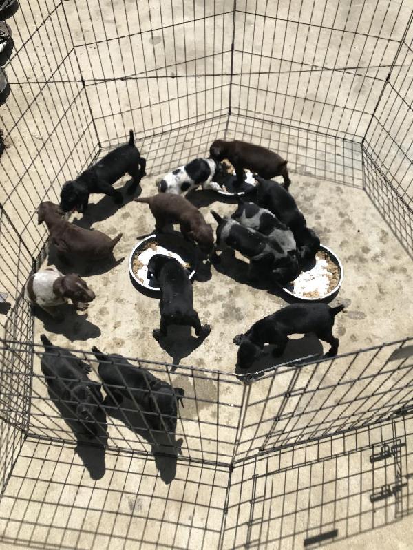 German Shorthaired Pointer