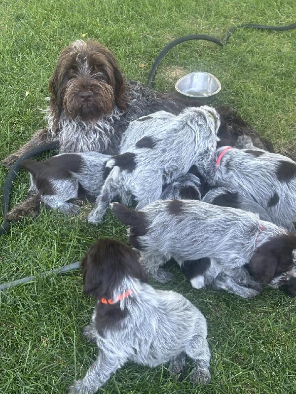 Wirehaired Pointing Griffon
