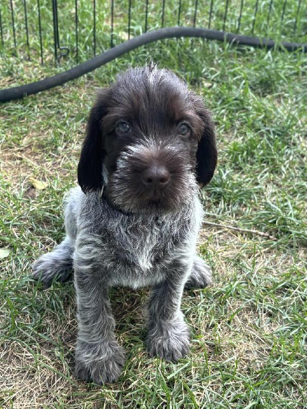 WPG PUPPIES FOR SALE Wirehaired Pointing Griffon