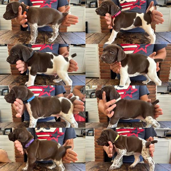 AKC GSP HUNTING/FAMILY COMPANIONS