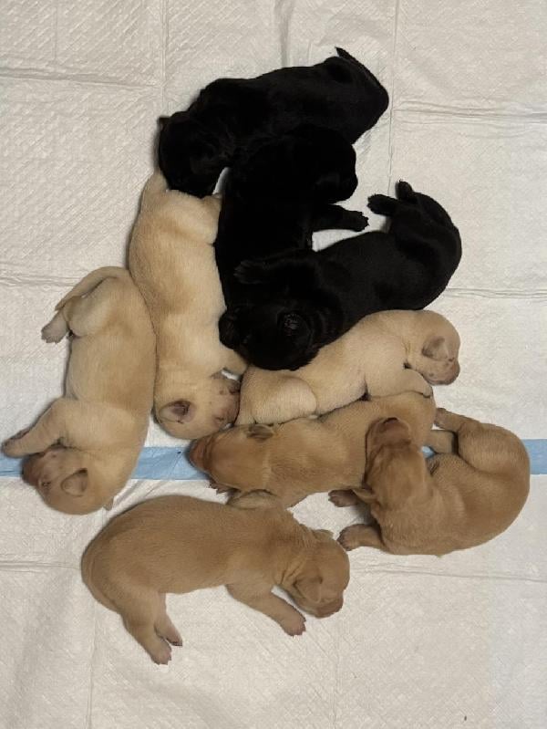 AKC LABS YELLOW, BLACK, FOX RED