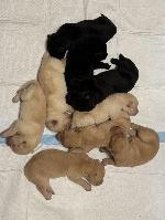 AKC LABS YELLOW, BLACK, FOX RED