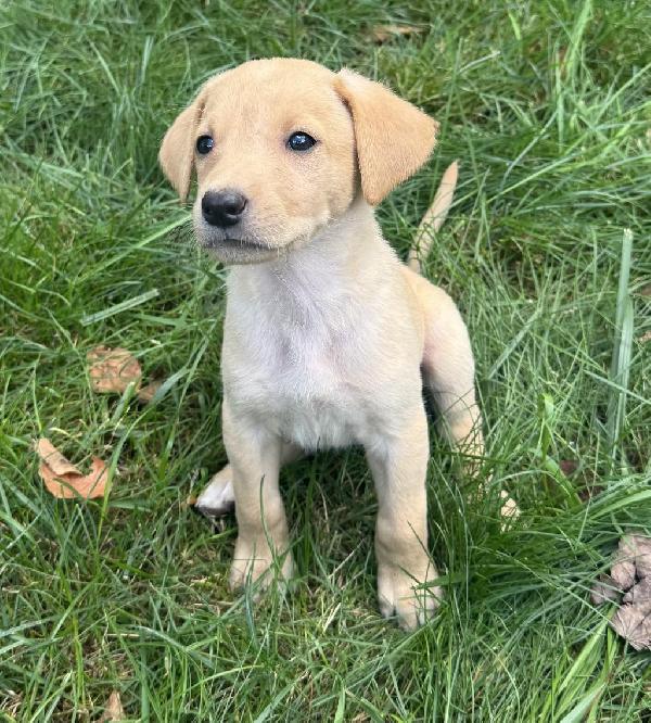 Labrador Retriever