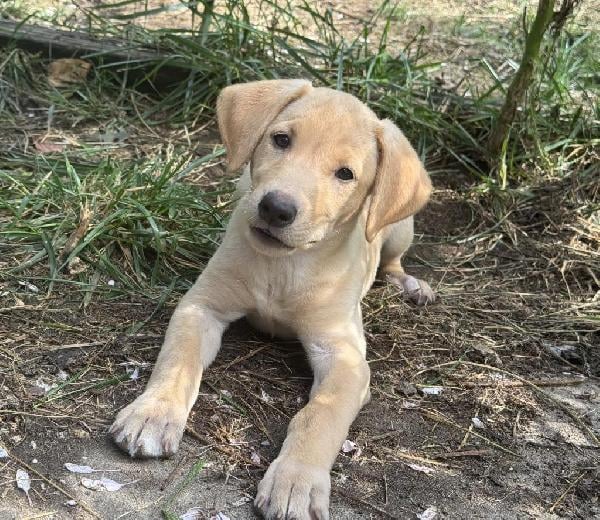 Labrador Retriever