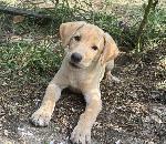 AKC YELLOW FEMALE LABRADOR RETRIEVER