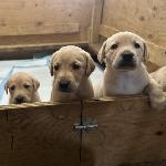 AKC YELLOW LABS