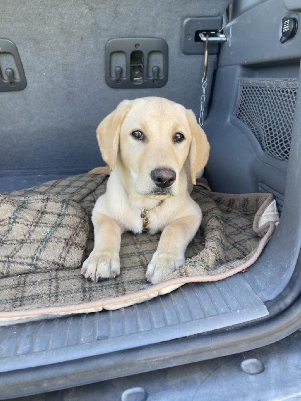 Labrador Retriever