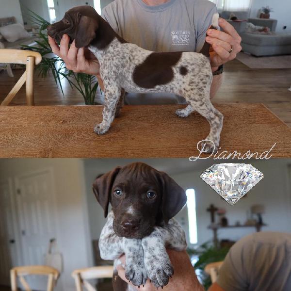 German Shorthaired Pointer