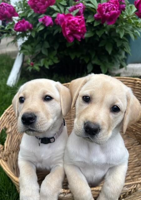 Labrador Retriever