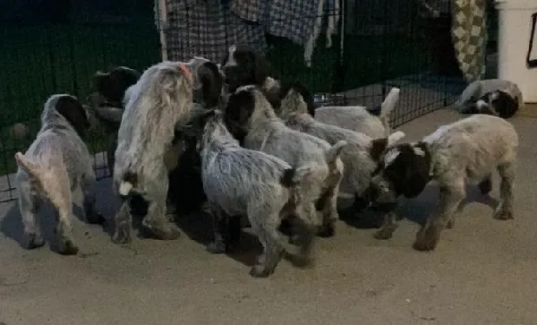 Wirehaired Pointing Griffon