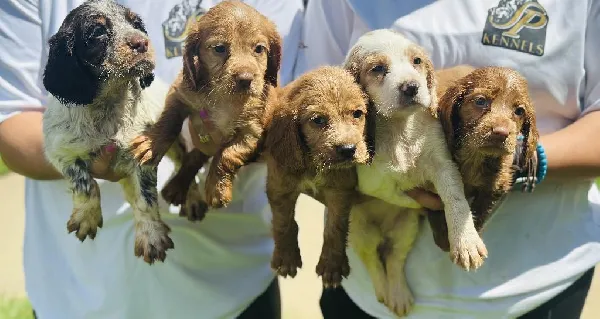 English Cocker Spaniel
