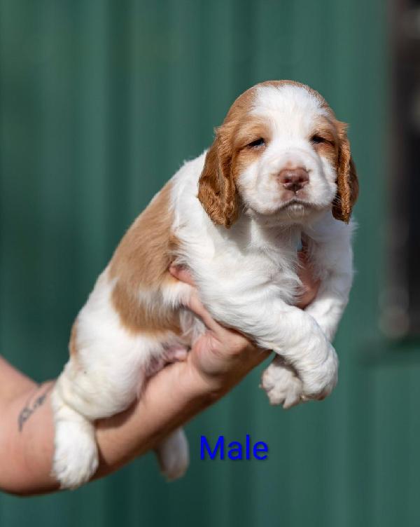 English Cocker Spaniel
