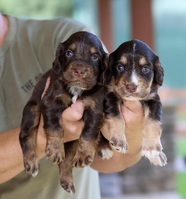 ENGLISH COCKER SPANIEL PUPPIES English Cocker Spaniel