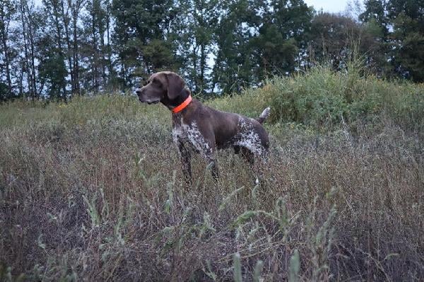 German Shorthaired Pointer