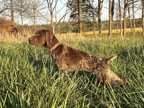 German Shorthaired Pointer