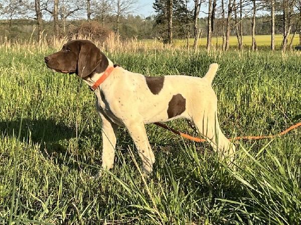 German Shorthaired Pointer