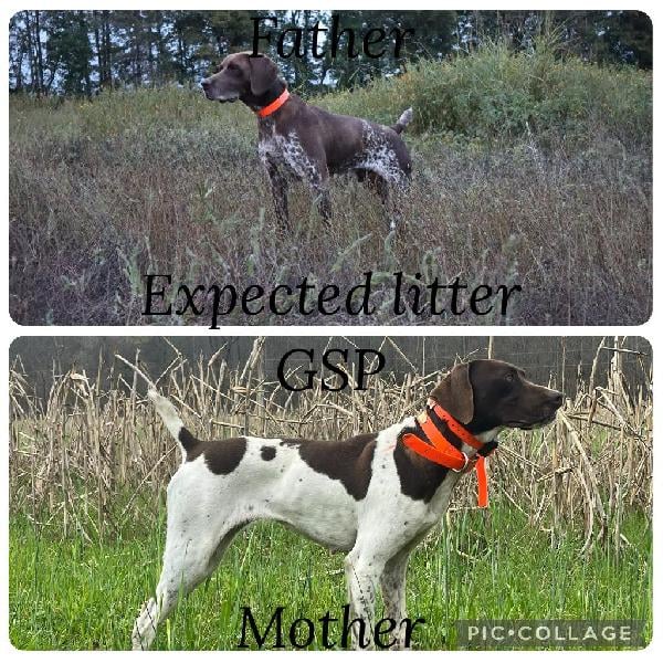 German Shorthaired Pointer