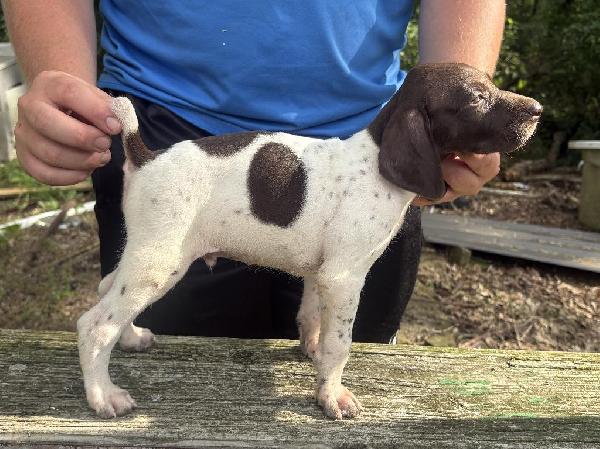 German Shorthaired Pointer