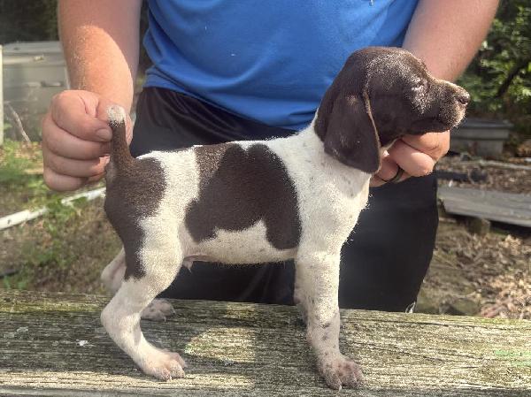 German Shorthaired Pointer