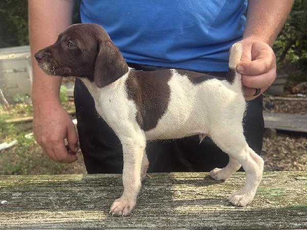 German Shorthaired Pointer