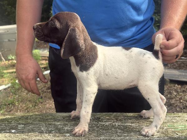German Shorthaired Pointer