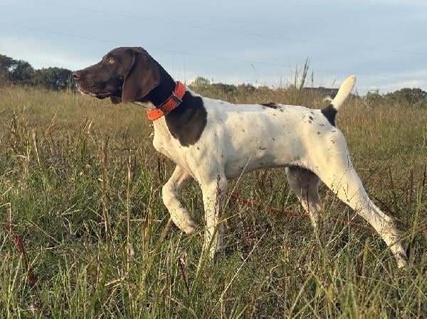 German Shorthaired Pointer