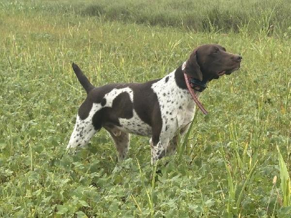 German Shorthaired Pointer