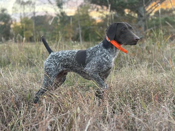 FINISHED GSP German Shorthaired Pointer