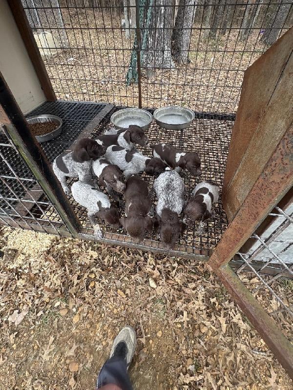 German Shorthaired Pointer