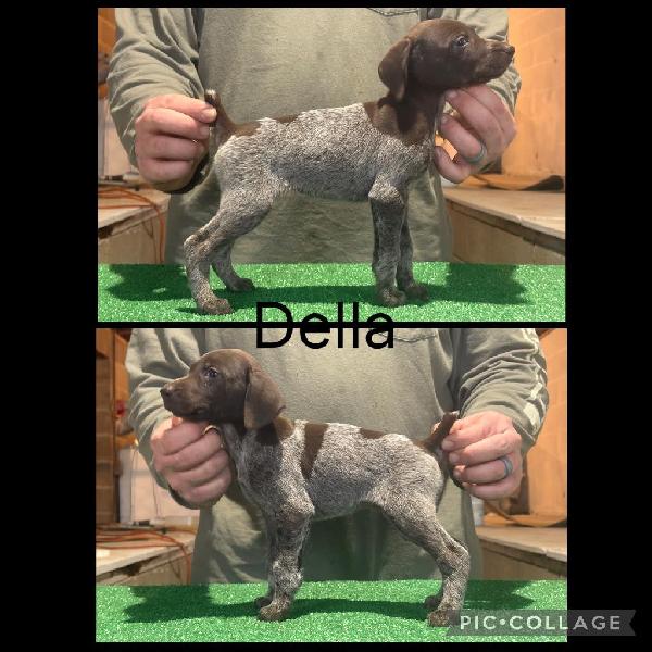 GSP PUPPIES FOR SALE German Shorthaired Pointer