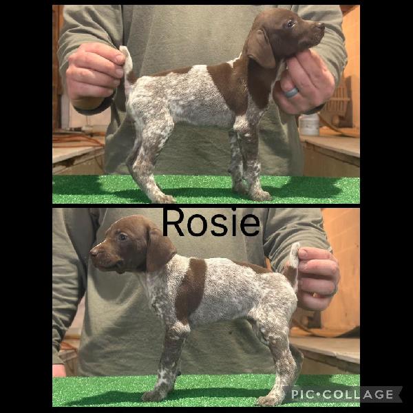 GSP PUPPIES FOR SALE German Shorthaired Pointer