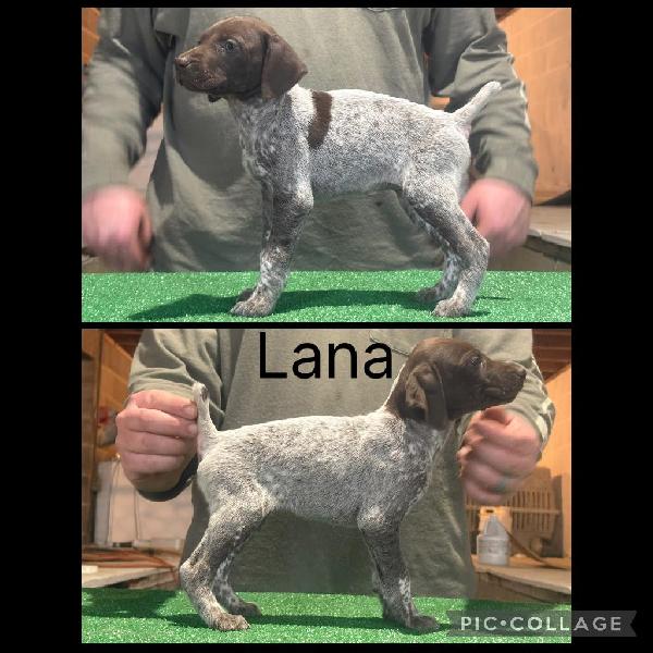 GSP PUPPIES FOR SALE German Shorthaired Pointer
