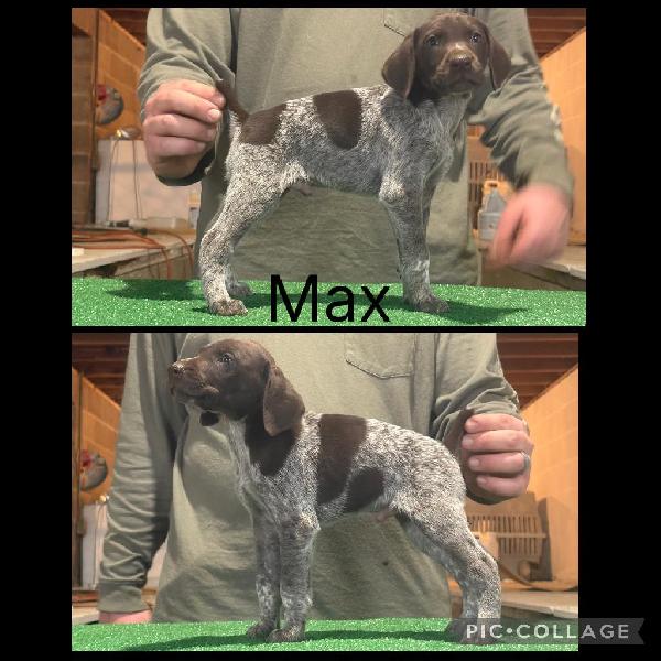 GSP PUPPIES FOR SALE German Shorthaired Pointer