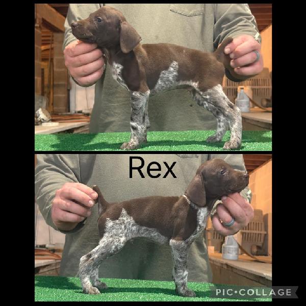 GSP PUPPIES FOR SALE German Shorthaired Pointer