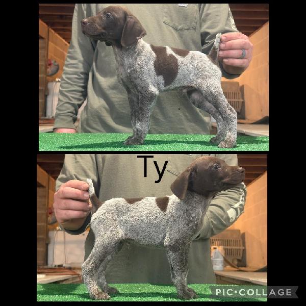 GSP PUPPIES FOR SALE German Shorthaired Pointer