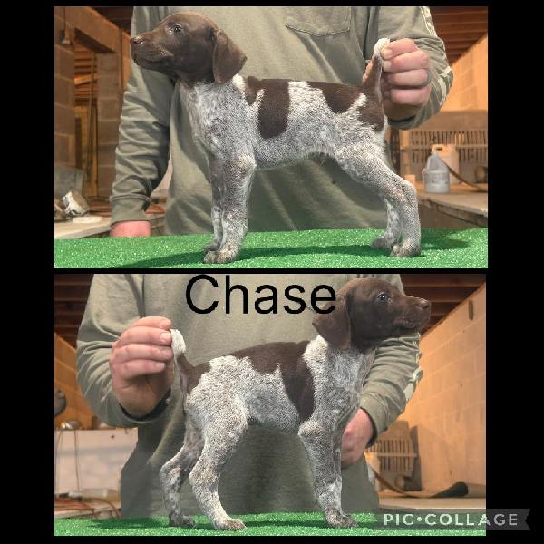 GSP PUPPIES FOR SALE German Shorthaired Pointer