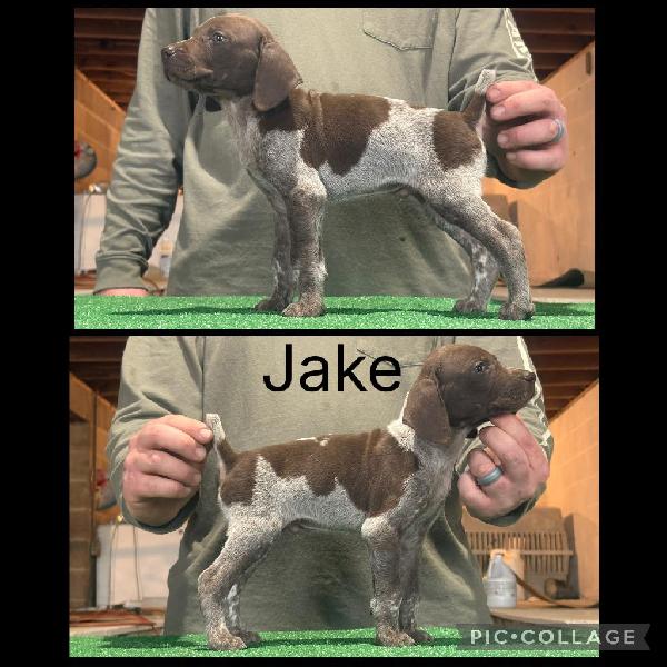 GSP PUPPIES FOR SALE German Shorthaired Pointer