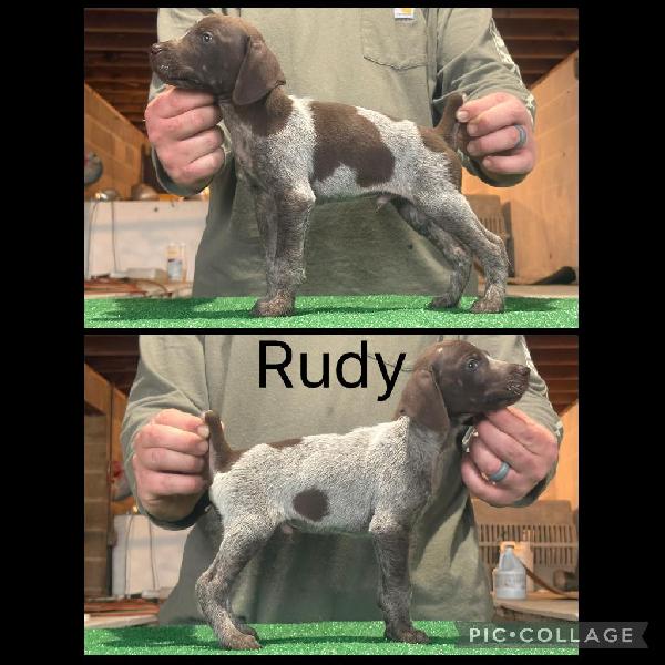 GSP PUPPIES FOR SALE German Shorthaired Pointer
