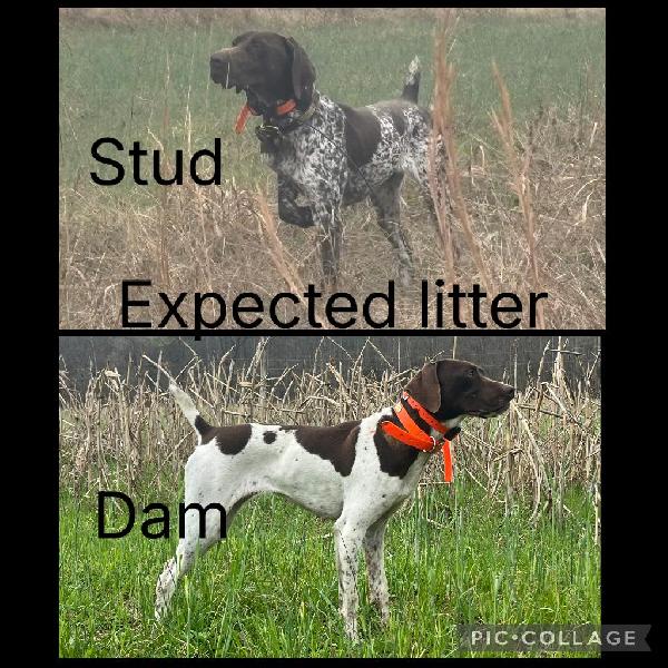 German Shorthaired Pointer