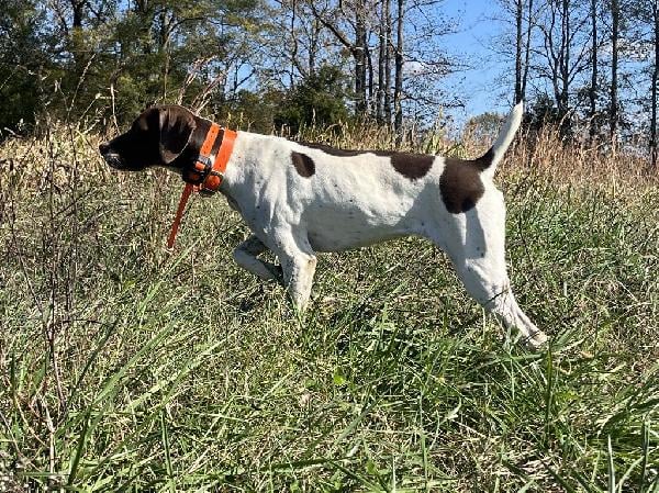 German Shorthaired Pointer