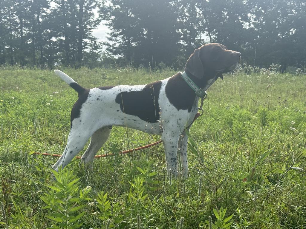 STARTED GSP FOR SALE German Shorthaired Pointer