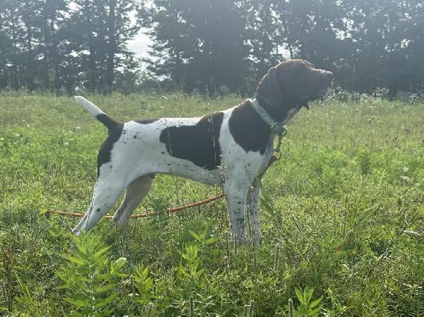 German Shorthaired Pointer