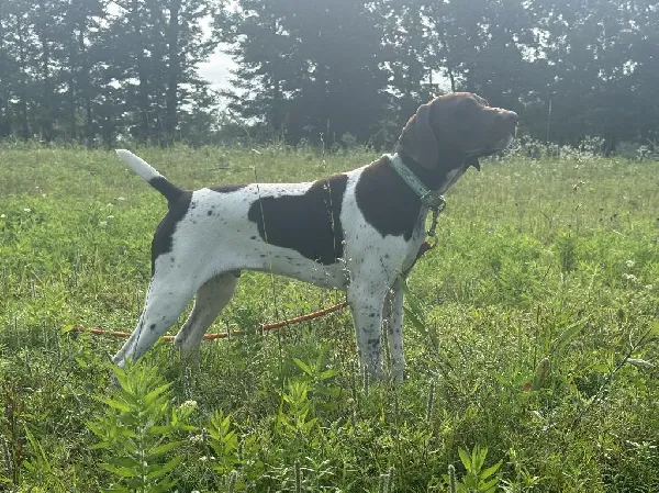 German Shorthaired Pointer