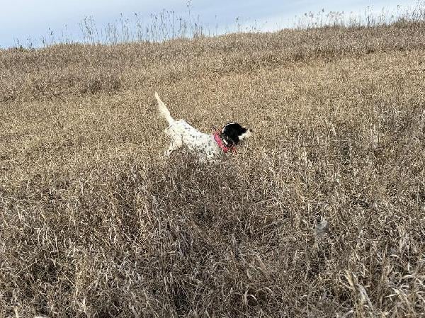 ENGLISH SETTER FEMALE English Setter