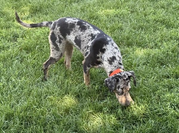 Catahoula Cur