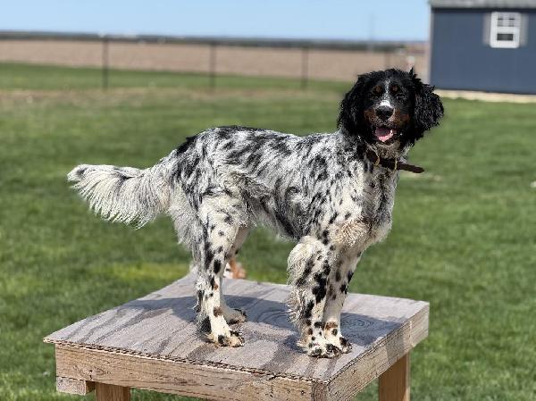 English Setter
