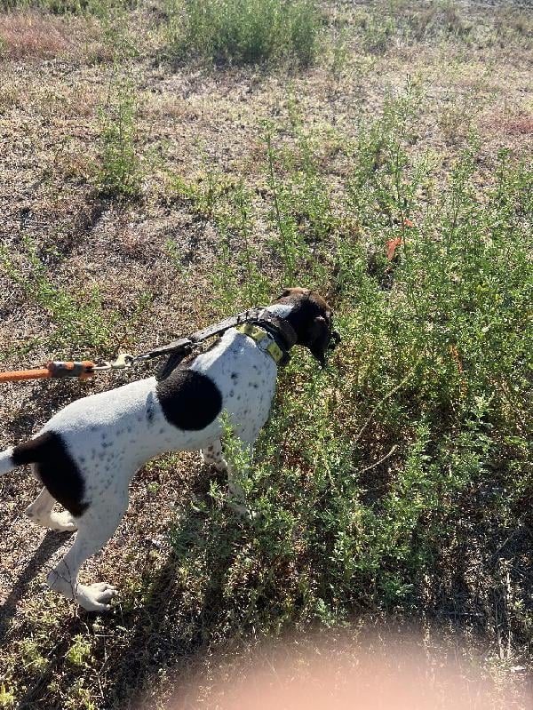 German Shorthaired Pointer