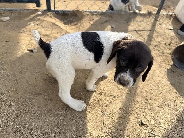 German Shorthaired Pointer
