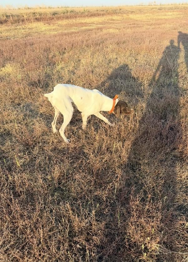 German Shorthaired Pointer